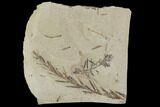 Metasequoia (Dawn Redwood) Fossils - Montana #89396-1
